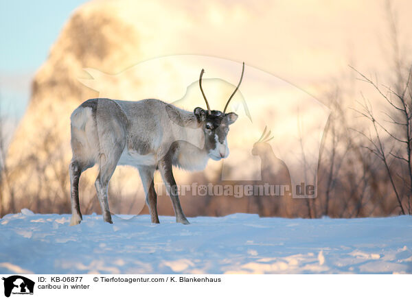 Rentier im Winter / caribou in winter / KB-06877