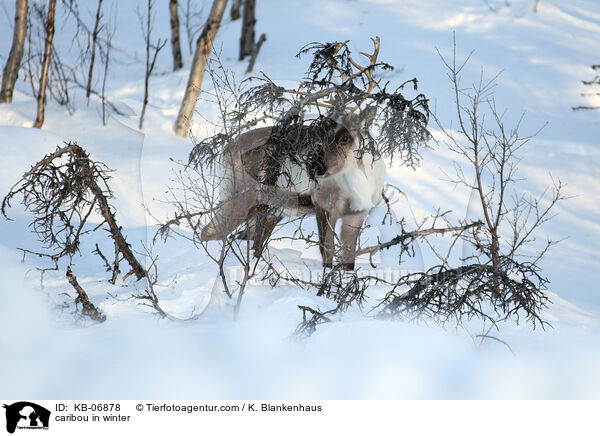 caribou in winter / KB-06878