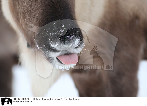 caribou in winter / KB-06880