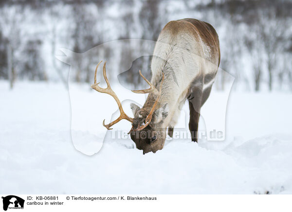 caribou in winter / KB-06881