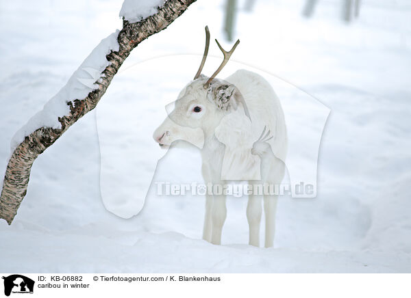 caribou in winter / KB-06882