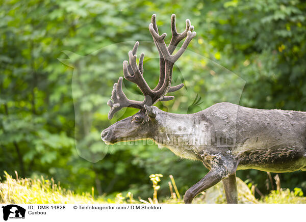 Rentier / Caribou / DMS-14828