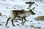 reindeer