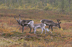 standing reindeers