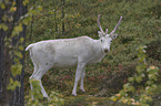 white reindeer