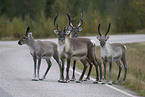 standing reindeers
