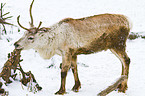 reindeer