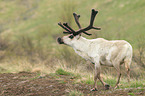 reindeer