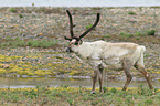 reindeer