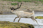 reindeer