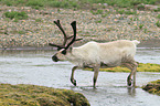 reindeer