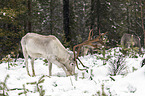 reindeer