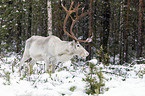 reindeer