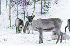 reindeer