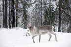 reindeer