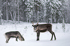 reindeer