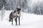 reindeer