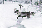 reindeer