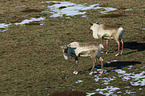 reindeers