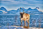 reindeer