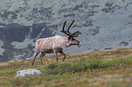 reindeer