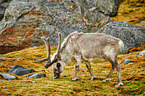 reindeer