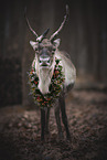 Reindeer