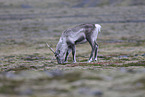 caribou