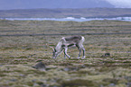 caribou