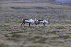 caribous