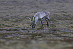 caribou