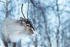 caribou in winter