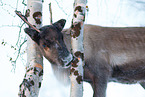 caribou in winter