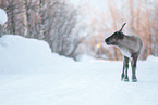 caribou in winter