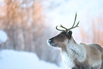 caribou in winter