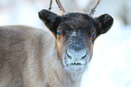 caribou in winter