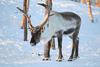 caribou in winter