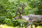 Caribou