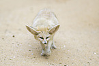 Fennec