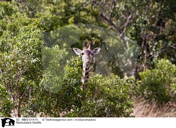 Reticulated Giraffe / MBS-01415