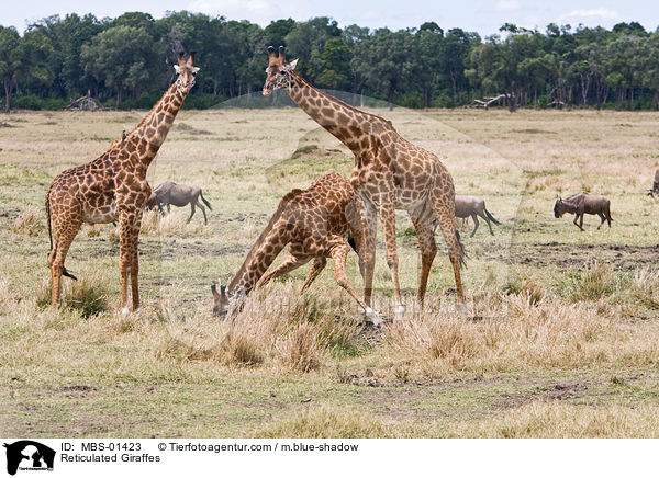 Reticulated Giraffes / MBS-01423