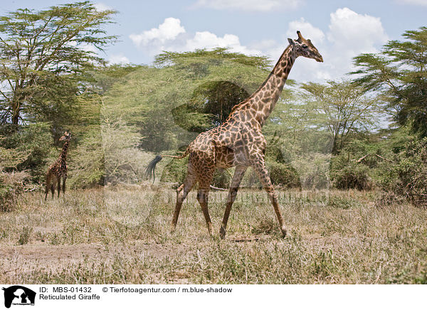 Reticulated Giraffe / MBS-01432