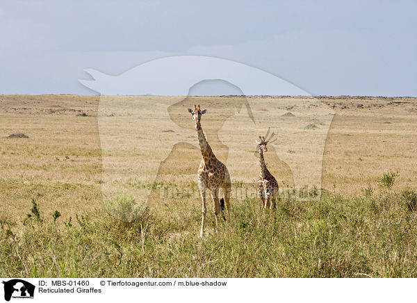 Netzgiraffen / Reticulated Giraffes / MBS-01460