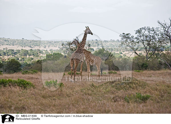 Netzgiraffen / Reticulated Giraffe / MBS-01488