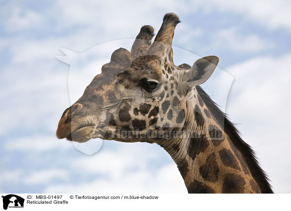 Netzgiraffe / Reticulated Giraffe / MBS-01497