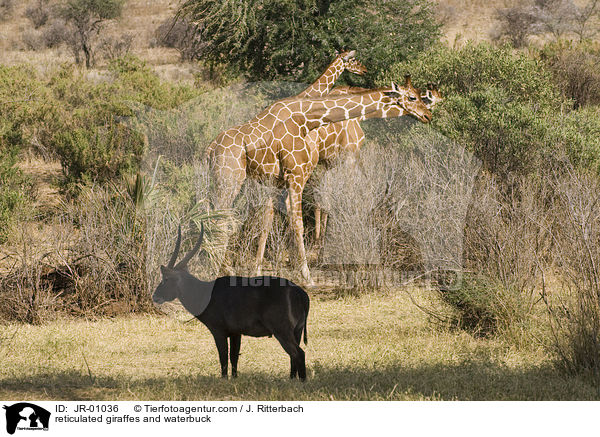Netzgiraffe und Wasserbock / reticulated giraffes and waterbuck / JR-01036