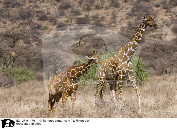Netzgiraffen / reticulated giraffes / JR-01176