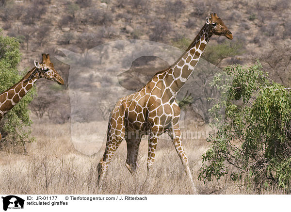 Netzgiraffen / reticulated giraffes / JR-01177
