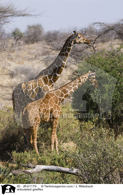 Netzgiraffen / reticulated giraffes / JR-01179