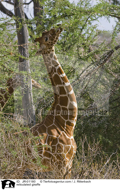 Netzgiraffe / reticulated giraffe / JR-01180